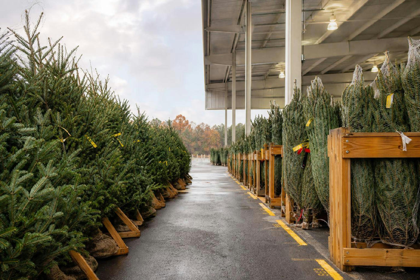 Discover the Best Christmas Trees at Costco for a Magical Holiday Season